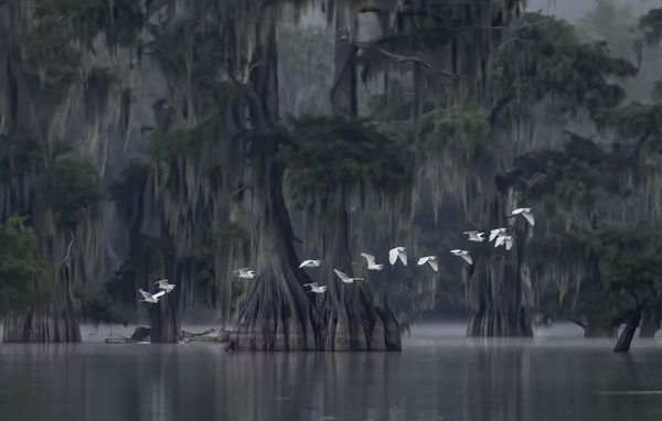 A flock of Great White Egrets flies past large bald Cypress tress in the Cypress Island Nature Preserve in Breaux Bridge, Louisiana thumbnail