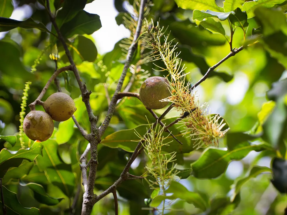 Most of the World&#39;s Macadamias May Have Originated From a Single Australian Tree | Smart News | Smithsonian Magazine