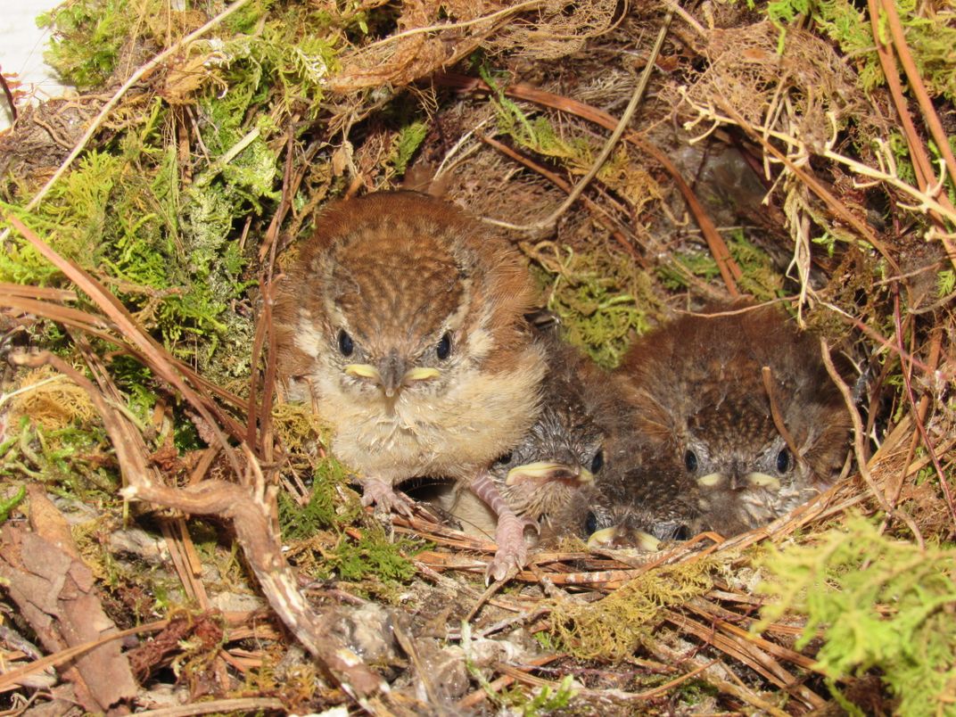 Fledgling Carolina House Wrens Smithsonian Photo Contest 