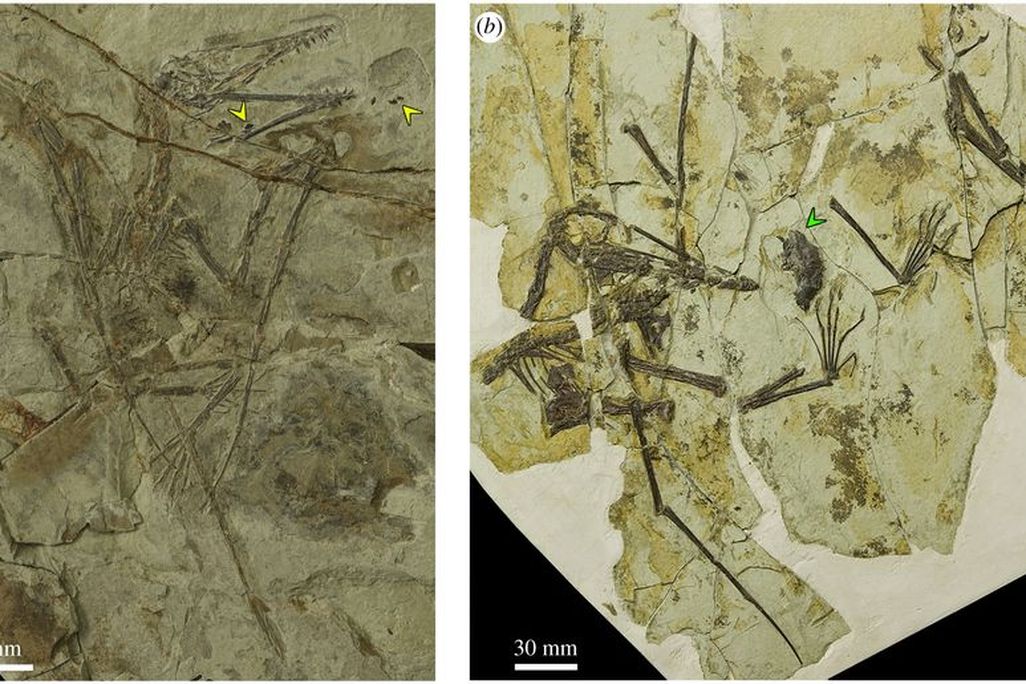Two fossilized pterosaurs with pellets