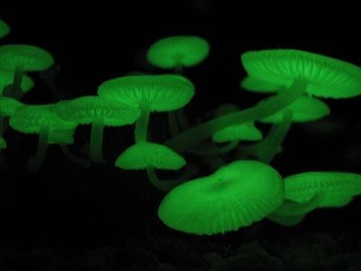 Thank luciferin for mushrooms' mysterious glow. 