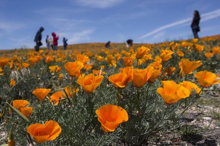 Hikers explore fields of California poppies near Antelope Valley in Lancaster, California, Sunday, April 26, 2014.