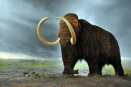 A mammoth replica on display at the Royal British Columbia Museum in Victoria, Canada.