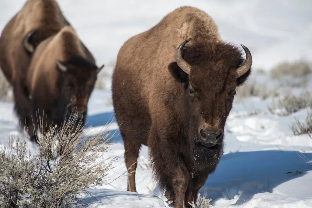 Bison