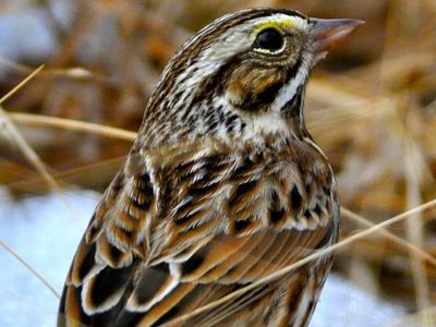 A Savannah sparrow stands on a patch of melting snow in a warm-season grass field in Virginia.