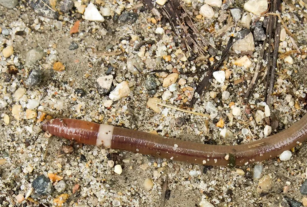 A picture of a jumping worm on the ground