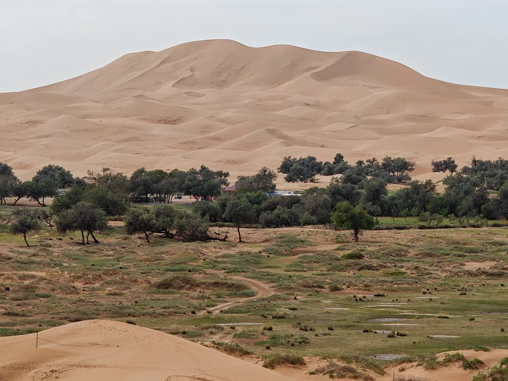 a large dune rises behind sparse trees