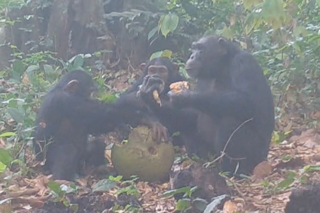Three chimps sharing alcoholic fruit.
