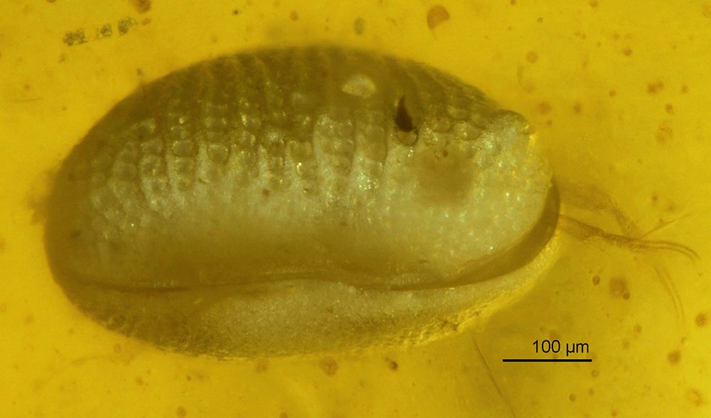 One ostracod