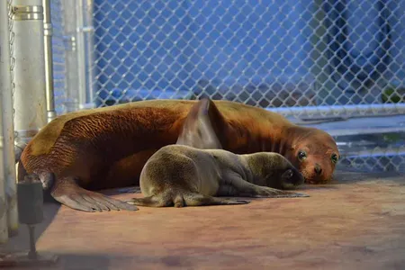 For the first time in 32 years, the Smithsonian's National Zoo’s celebrated the arrival of a sea lion pup.