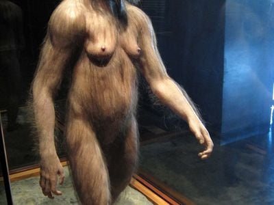 A reconstruction of Lucy, an Australopithecus afarensis. Lucy probably walked much slower than taller members of her species.