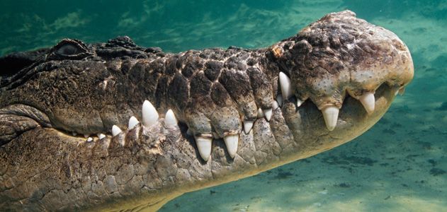 Crocodile