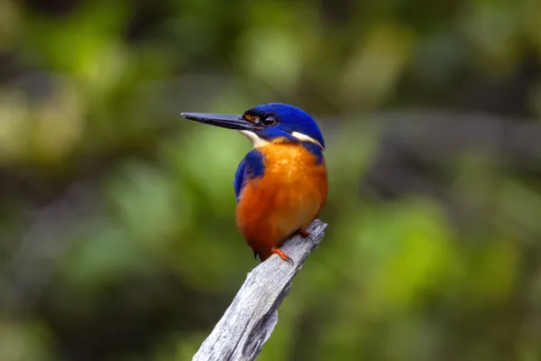 Azure Majesty in the Mangroves thumbnail