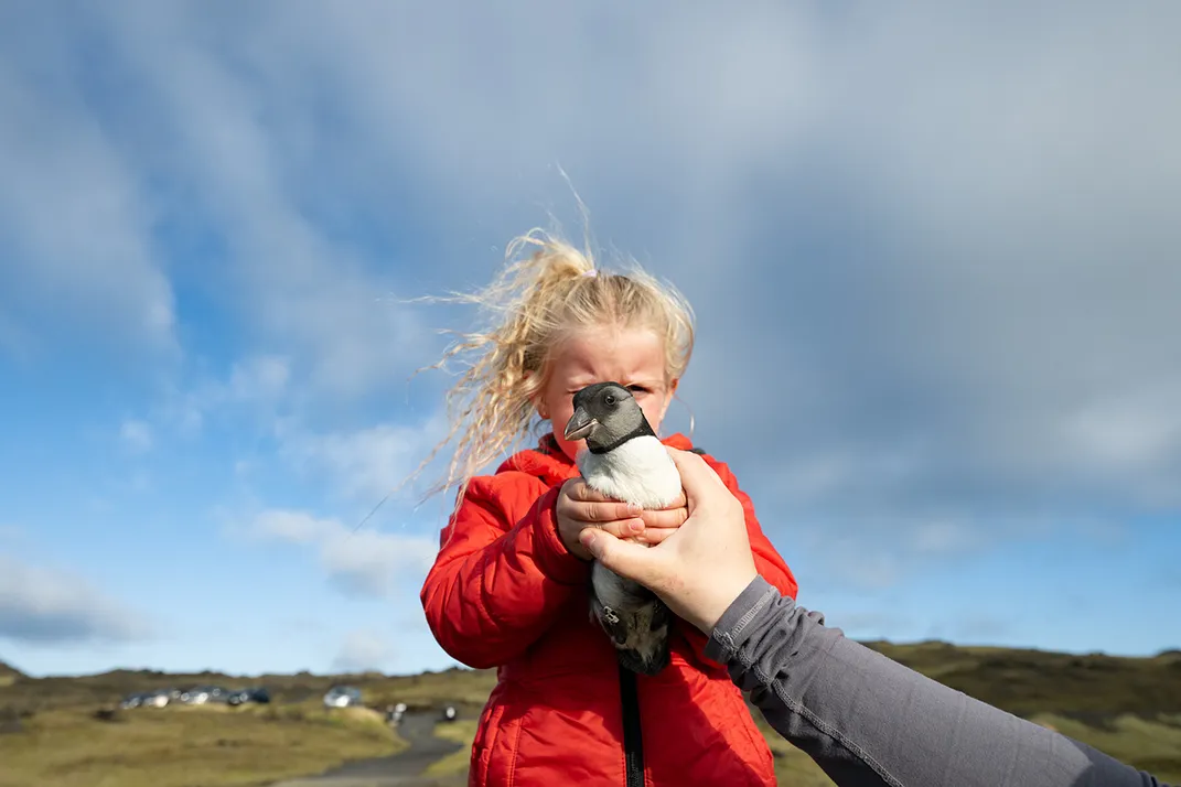Sandra Síf Sigvardsdóttir hands her daughter, Eva Berglind Guðmundsdóttir, age 5, a puffling to be released at the Hamarinn sea cliff.