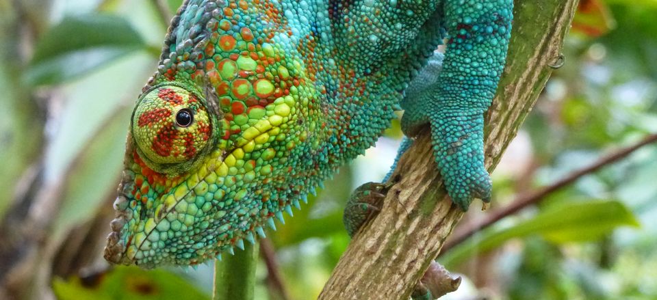  A panther chameleon in Madagascar.  