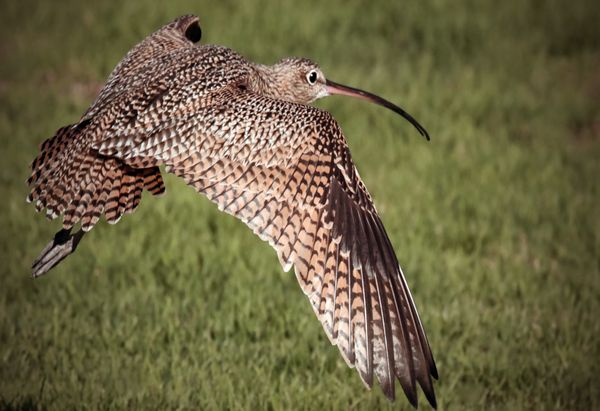 a long-billed curlew flying low close up photo thumbnail