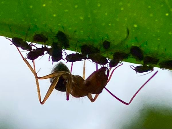Ant and Aphids thumbnail