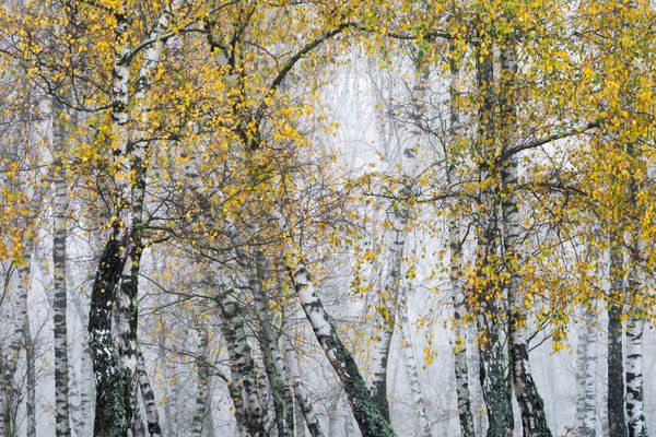 Silver birch trees. thumbnail
