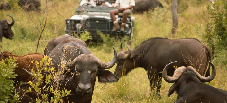  Cape buffalo 