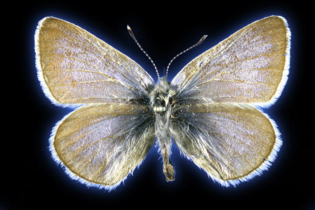 Xerces blue butterfly specimen
