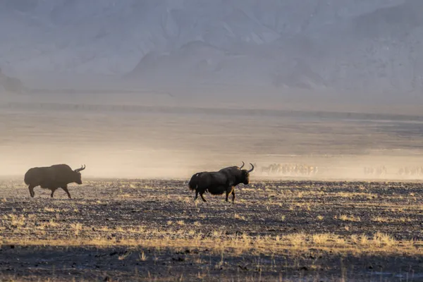 Roaming in the Wild thumbnail