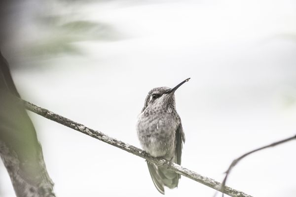 Lone hummingbird. thumbnail