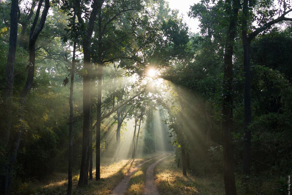 India Forest