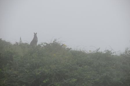 A wallaby in the mist on the Irish island of Lambay.