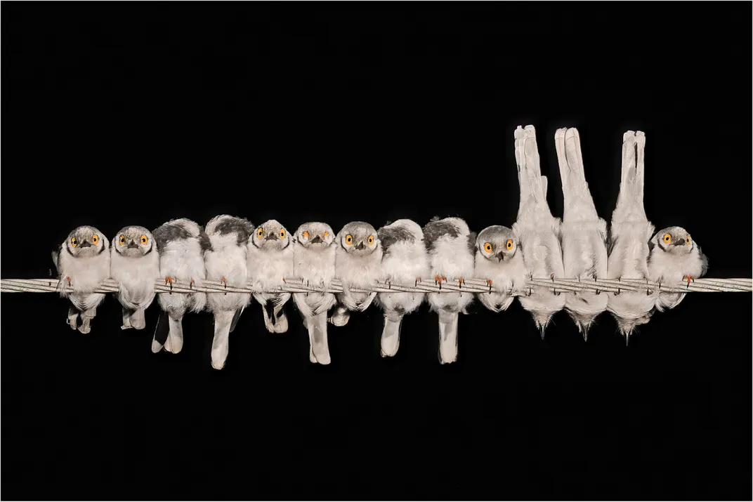 Birds perched on a wire against a black backdrop