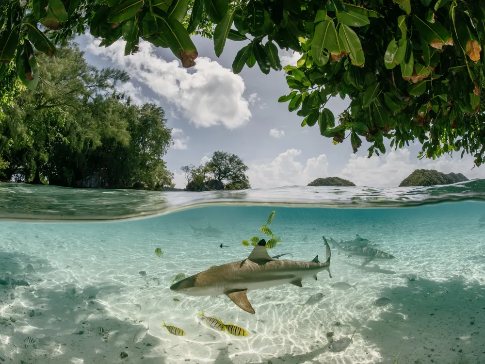 a brown shark swims underwater among other fish, with the image split between the underwater and above water scenes