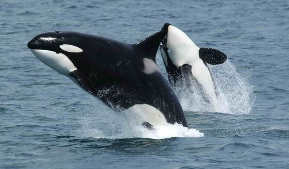 Two black and white orcas jump out of the blue water