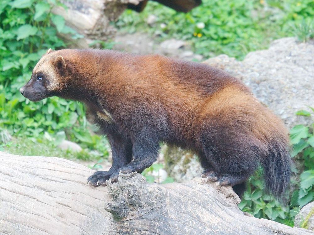 Wolverine atop tree log