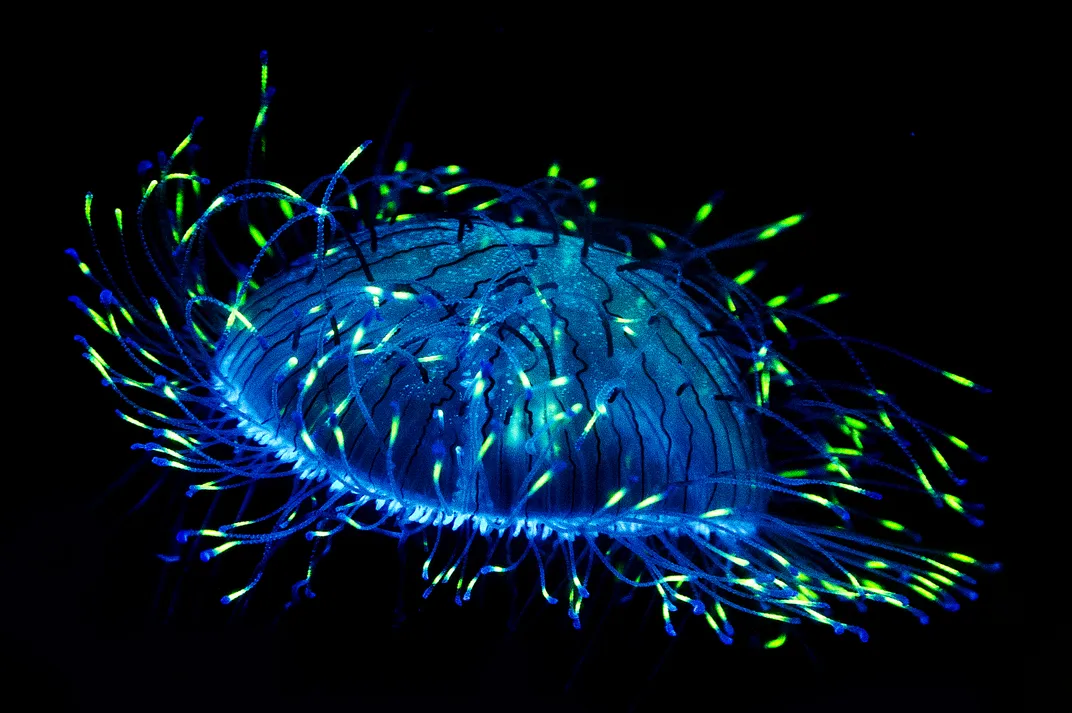 Under blacklight, the characteristics of a jellyfish glow in the dark.