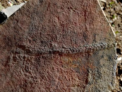 A 550-million-year-old worm track found in China.