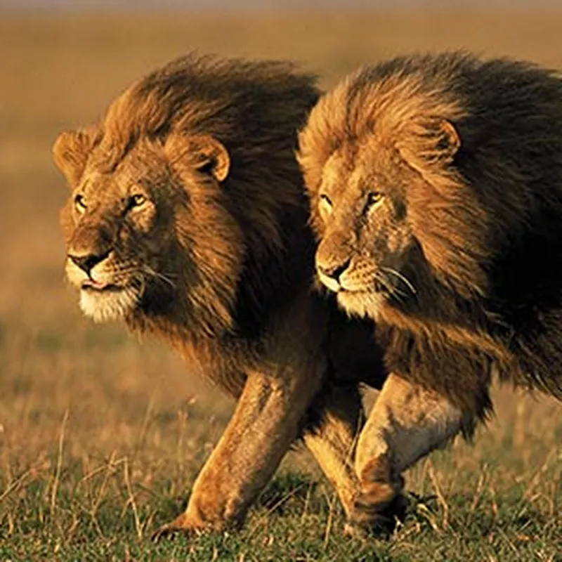 brown lions