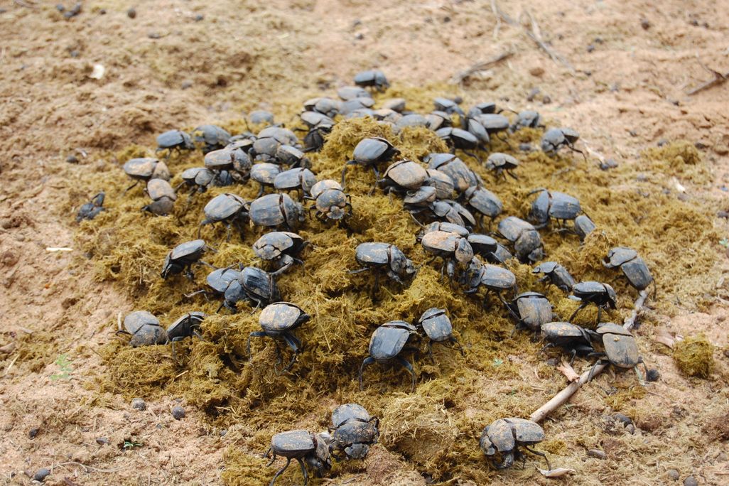 dung