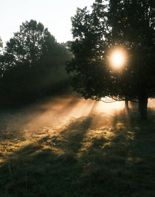 Morning light through Swedish trees thumbnail