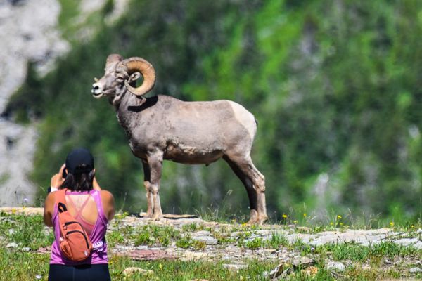 Bighorn Ram Poses for Hiker thumbnail