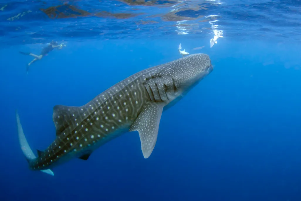 Whale shark swimming