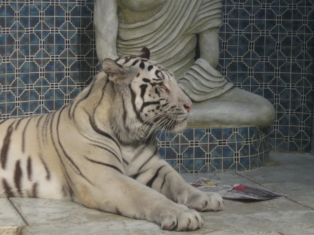 "White Tigers of the Maharaja's Temple" exhibit at the Downtown