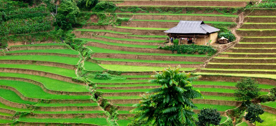 Terraced rice fields
 