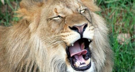 Secrets of a Lion's Roar | Science| Smithsonian Magazine