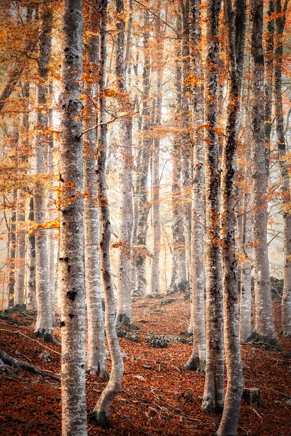 Foggy trees thumbnail