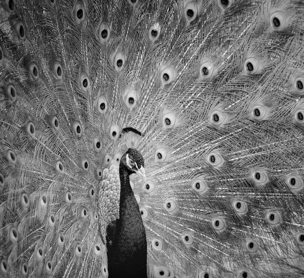 peacocks in the spring