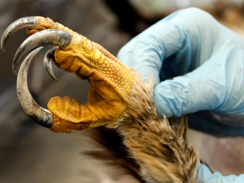 Inside a Remarkable Repository that Supplies Eagle Parts to Native