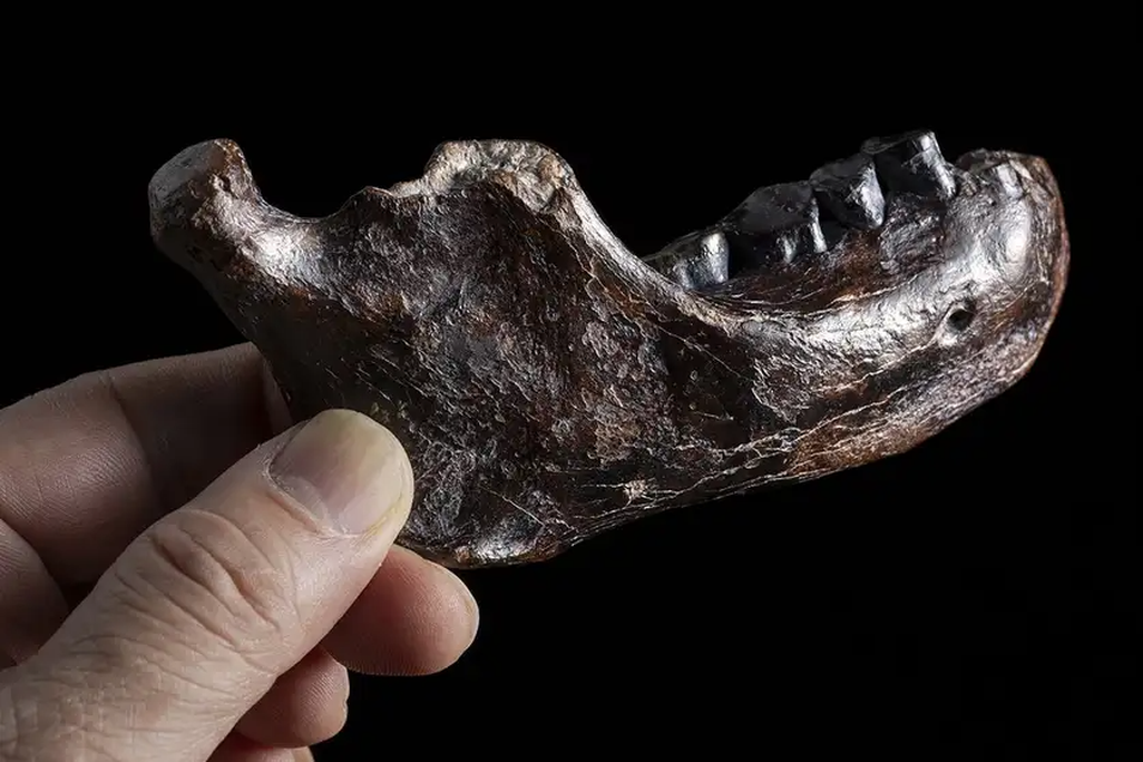 Hand holding up jawbone against black backdrop