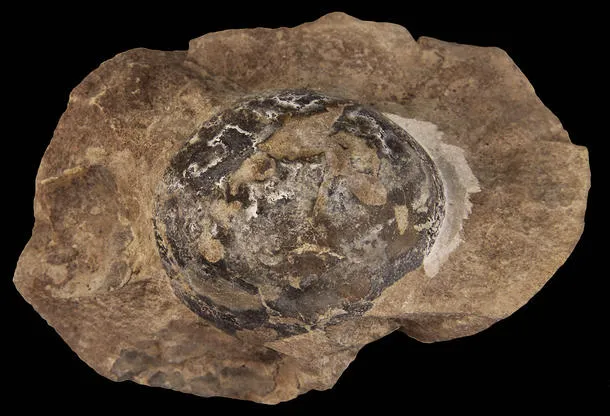 Mussaurus egg