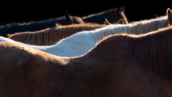 Horses kissed by the morning sun II thumbnail