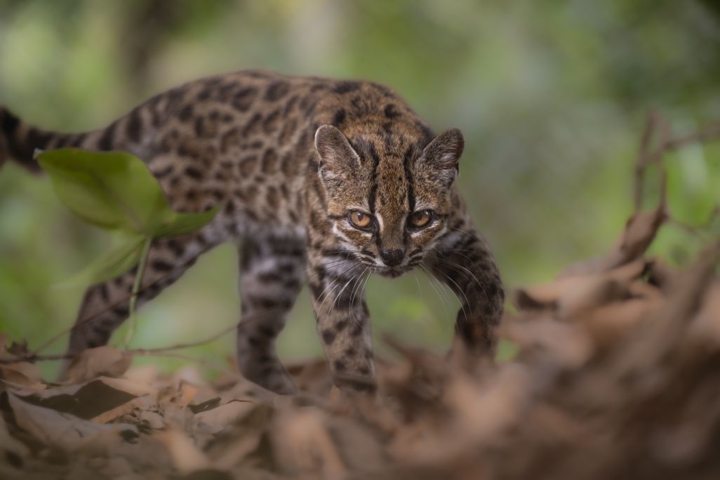 A small spotted cat looking at the camera while walking on the ground