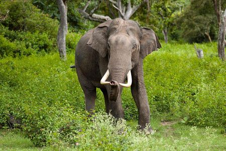 Asian elephants have less than a 33 percent chance of lasting beyond the 21st century